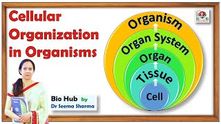 Cellular Organization in Multicellular Organisms [upl. by Estis]