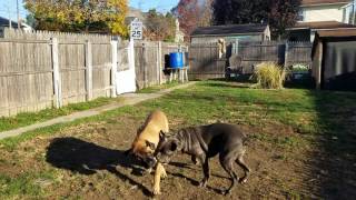 English Mastiff vs Italian Mastiff [upl. by Canute]