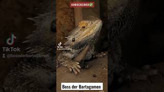 💥WIE DU EINE BARTAGAME RICHTIG ERWISCHST🧐💥 bossderbartagamen [upl. by Elleunamme]