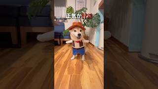 ダイソーの衣装を着てみたら🤣柴犬 チワワ shorts [upl. by Laekcim]