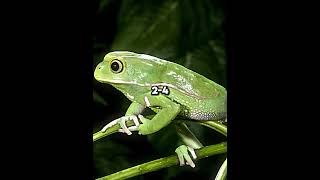 Cane Toad vs Waxy Monkey Tree Frog [upl. by Earehs]