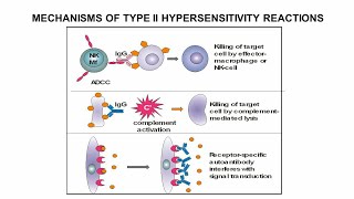 Type 2 Hypersensitivity Hindi [upl. by Ardnuasak544]