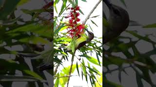 Callistemon Bottle brush Plant  Myrtle family plantscience4u [upl. by Hugibert]