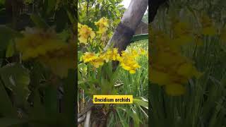 DancingLady Orchids Oncidium orchids viral trending shorts subscribe plants MikaelSandinMrVampMrZomb01 [upl. by Jard]