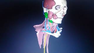 ANATOMIE NUMÉRIQUE DE LA VEINE JUGULAIRE INTERNE ET FORMATION DE LA VEINE CAVE SUPÉRIEURE [upl. by Aizan]