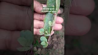 Miracle plant bryophyllum plants pattharchatta medicinalplants viralvideo garden shorts [upl. by Skerl506]