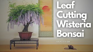 Compound Leaf cutting on Wisteria Bonsai [upl. by Elenaj946]