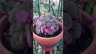 Rebutia steinbachii suculents suculentas cactos [upl. by Ecirtac]