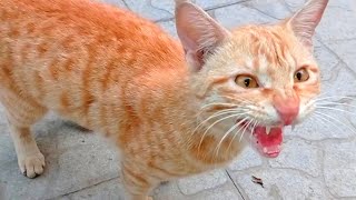 Cat in Heat🔥 Cat Calling for Meeting  Cat Mating Call SoundsCat Voice  cat noisesCat heat sound [upl. by Zeena350]