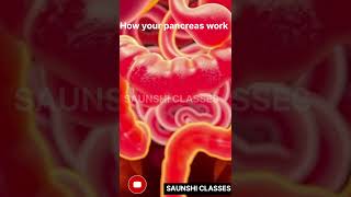 HOW YOUR PANCREAS WORK 💥💥PANCREATIC FUNCTION [upl. by Tsirhc]