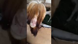 Tren rambut ini pernal viral lucu funny [upl. by Naivaj804]