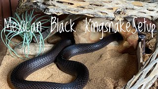 Mexican Black Kingsnake Cage Upgrade [upl. by Apfelstadt]