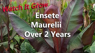 Ensete Maurelii the Red Abyssinian Banana Tree Growing Over 2 Years in a Tropical Garden [upl. by Birgit]