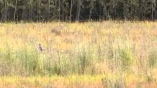 Darlene and Otterhound WallE Tracking Dog Test [upl. by Cyd]