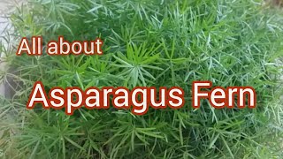 Asparagus Fern  How to care for Asparagus Fern  Sprengeri Asparagus Fern [upl. by Einallem]