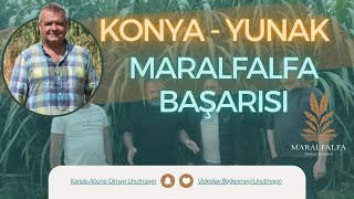 Konya  Yunak Maralfalfa Başarısı  Maralfalfa Turhan Kendirli [upl. by Ecnatsnok632]