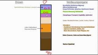 Verdauungssystem Allgemein Magen und Pancreas genauer [upl. by Anived]