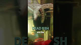 DEAD FISH are BEST Fertilizers for your Aquarium Plants STOP using Liquid Fertilizers [upl. by Aita]