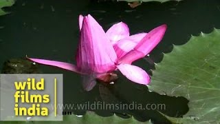 Water lily Nymphaeaceae blooming in a pond [upl. by Cami185]