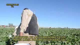 CALABAZAS EN SAMALAYUCA CHIHUAHUA MEXICO [upl. by Raddie]