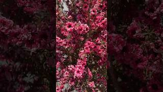 Leptospermum scoparium  Manuka Tea Tree ‘Gaiety Girl’ teatree leptospermum manuka [upl. by Saito]