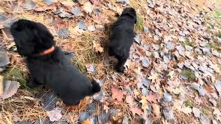 Hovawart puppies outside playing 38 days old 1172024 [upl. by Nicky480]