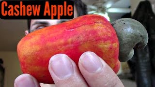 Cashew Apple Review  Weird Fruit Explorer Ep 186 [upl. by Ahsocin465]