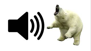 Angry Polar Bear  Sound Effect  ProSounds [upl. by Nollaf]