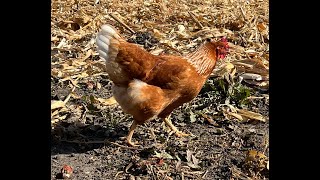 4 Month Update  ISA Brown Chickens [upl. by Odysseus]