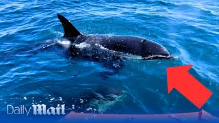 Moment killer whale attacks sailboat off coast of Spain [upl. by Boardman696]