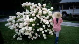 Strawberry Vanilla Hydrangea in my Garden💐MOJ USA [upl. by Joelle284]