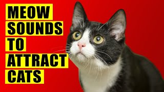 Meows to ATTRACT Cats Meow Sounds to Attract Cats Cats Meowing Sound Effects Kitten Sounds [upl. by Fishback225]