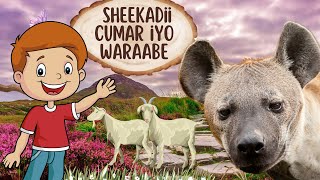 SHEEKADII CUMAR IYO WARAABE  SHEEKO CARUUREED [upl. by Atiluj397]