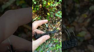 🕯️ snuff fungi asmr nature [upl. by Cowan505]