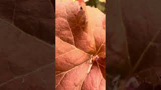 Beautiful  Heuchera Orangeberry nature flowers plants [upl. by Vashti]