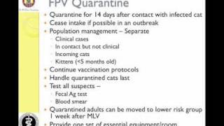 Managing Feline Panleukopenia in a Shelter  Quarantine amp Disinfection [upl. by Yalahs]