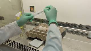 Cultivation of Viruses in Chicken Embryonated Egg CEE [upl. by Metsky]