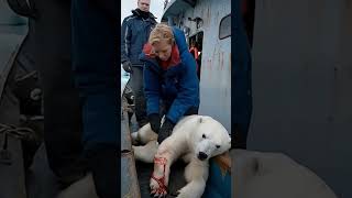 A heartfelt story about a little polar bear polarbearRessue arcticanimals giantfishing [upl. by Cristi]