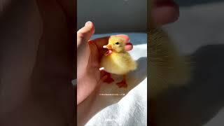 Rescue Baby Duck 😍 [upl. by Biancha]