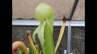 Time Lapse Darlingtonia californica [upl. by Nelrsa]