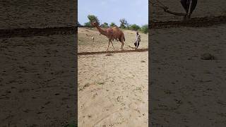 Cute baby walking camel cultivation field on camel of thar desert beauty cultivation field [upl. by Aeila]