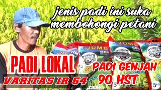 PADI GENJAH FARITAS IR 64  RICE FARITAS IR 64 [upl. by Mcintosh]