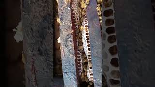 Removing frames from a beehive to harvest honey beekeeping [upl. by Albert45]