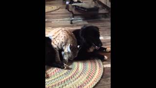 Bobcat and dog  best friends [upl. by Jenifer]