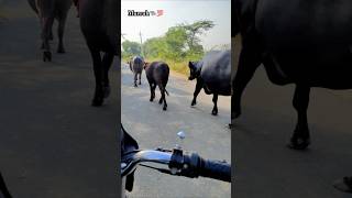 Murrah Bhesh🐃❤️‍🔥 murrahbhains villagelife 5starmurrah dailyvlog shortsf kumawatpushkar007 [upl. by Dud640]