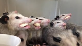 Opossums funny eating bananas [upl. by Zippora]