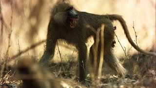 You Dont Want to Be Around When Baboons are Hunting [upl. by Namwen]