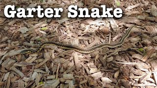 Garter Snake  Fast Field Guide [upl. by Ludwog987]