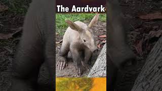 Fun Facts About The Aardvark animal aardvark [upl. by Heinrike]