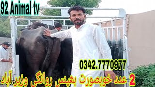 2 عدد پیور نورشاہ کی خوبصورت بھینس روانگی وزیر آباد in 92 Animal tv 0342777097725 September 2024 [upl. by Jehial]